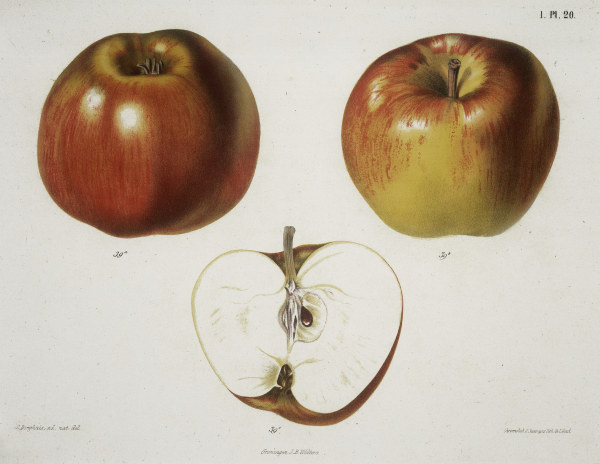 Apple / Colour lithograph de 