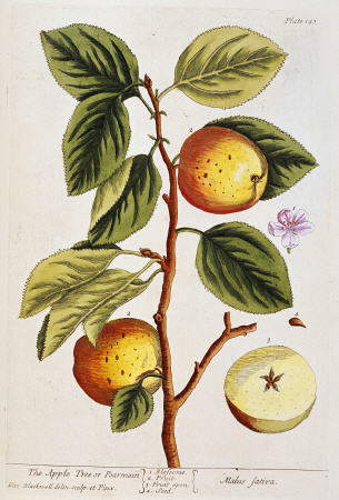 Apple Tree, (Malus Sativa) From ''A Curious Herbal'' de 