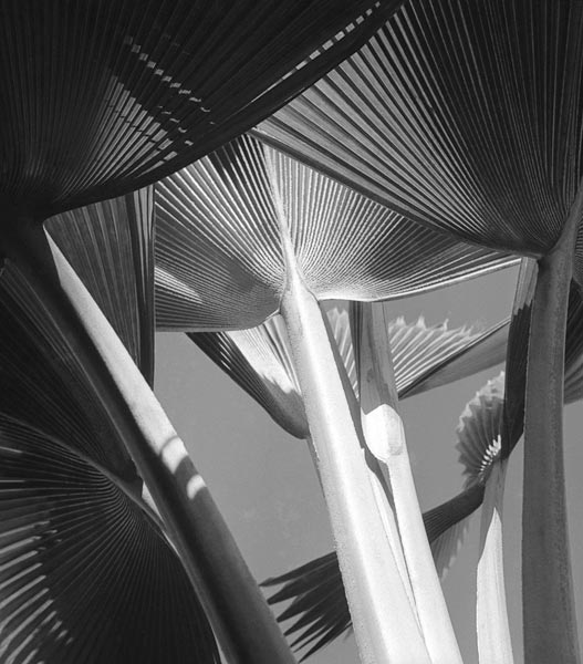 Arrangement of common decorative palm (b/w photo)  de 