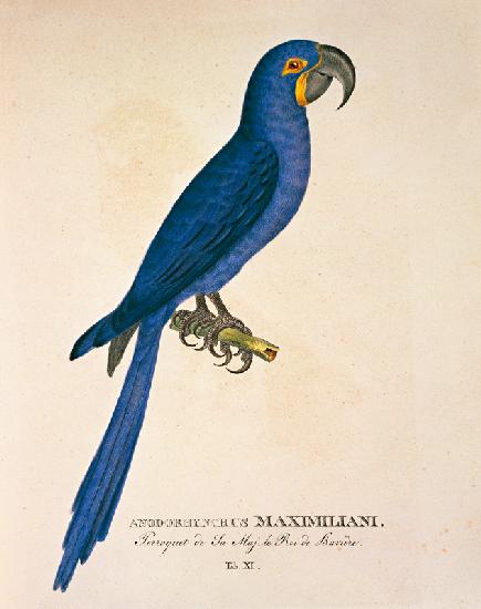 Ara Anodorhynchus maximiliani