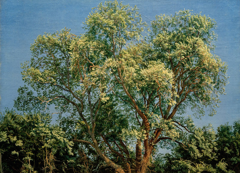 A.A.Iwanow, Baum im Chigi-Park de 