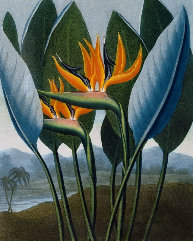 Bird-of-Paradise Flower / Aquatint 1804 de 