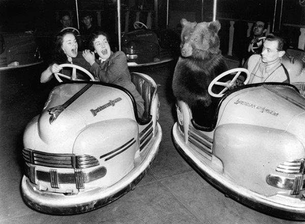 Brown bear of Bertram Mills circus in bumper cars dodgems animal animaux animals loisirs leisure de 