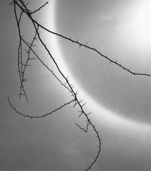 Barbed branch of thorny plant (b/w photo)  de 