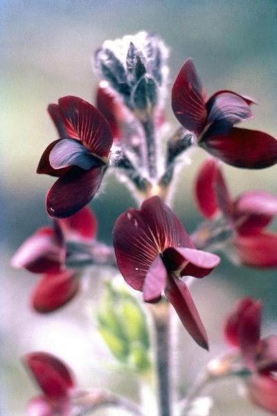 Barbed Thermopsis or Black Pea (Thermopsis barbata) (photo)  de 