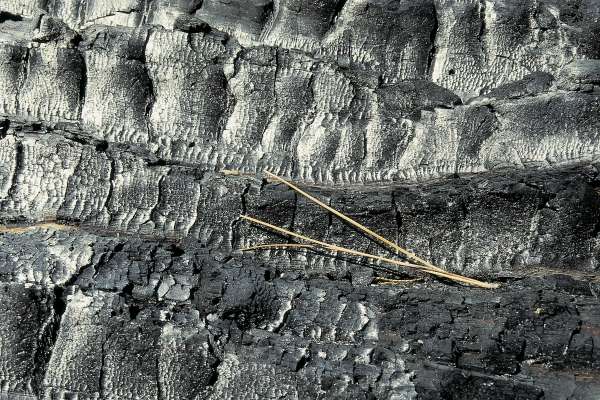 Bark of Burnt tree with pine needles, Kings canyon (photo)  de 