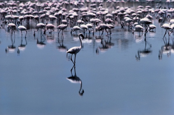 Birds, Flamingos visit coastal towns of Saurashtra (photo)  de 