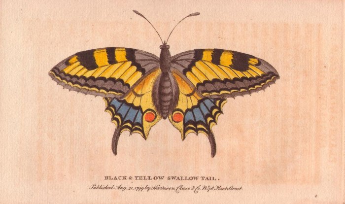 Black and yellow swallowtail butterfly de 