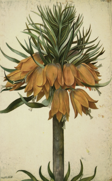Botany, Lily / Georg Flegel de 