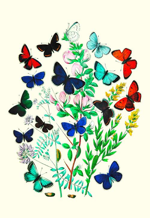 Butterflies de 