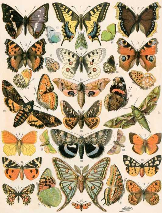 butterflies and moths de 