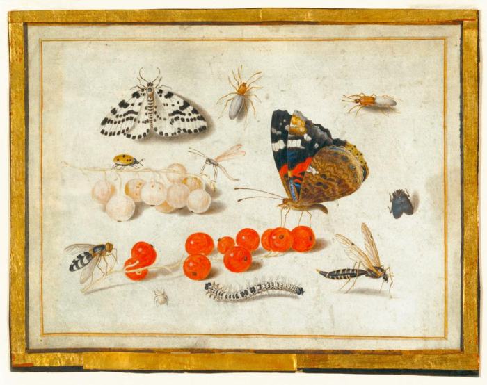 Butterfly, Caterpillar, Moth, Insects, and Currants de 