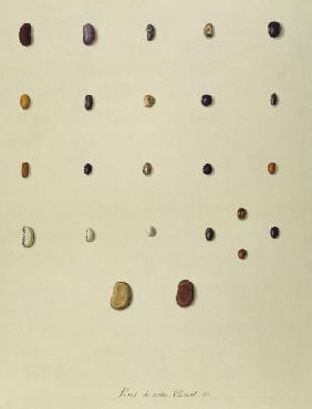 Beans, Règne Végétal / Gouache