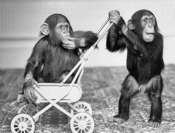 Chimpanzees Jambo and William at Twycross zoo, England de 