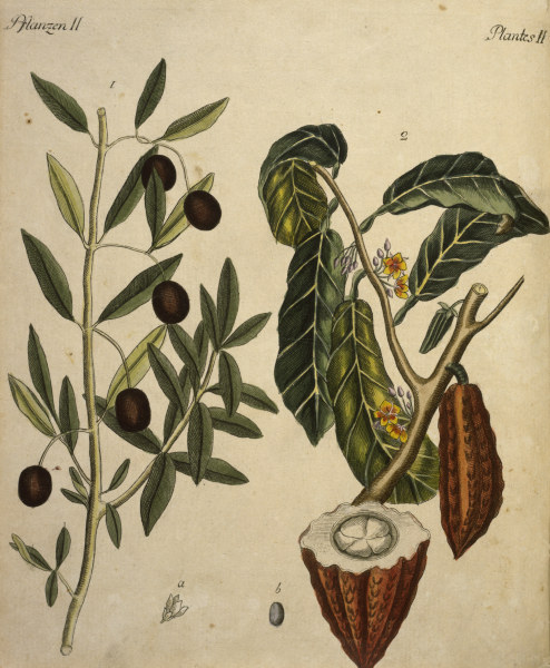 Cacao Tree and Olive Tree / Engraving de 