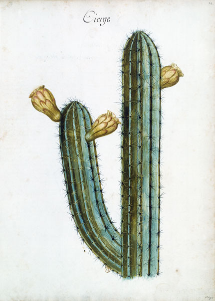 Cactus / Ch.Plumier de 