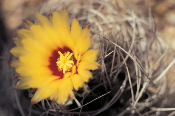 Cactus flower (photo)  de 