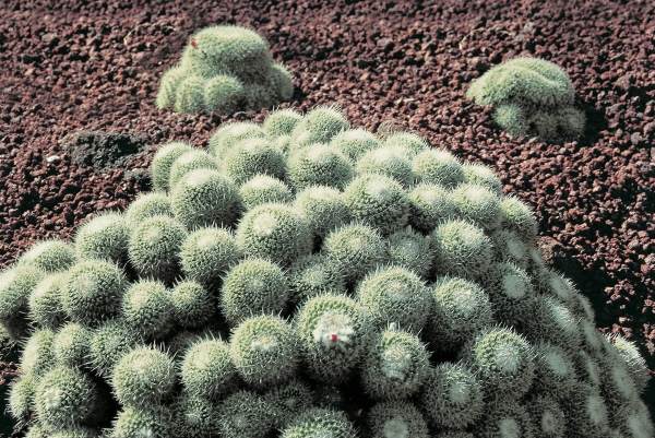 Cactus (photo)  de 