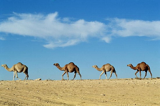 Camel train de 
