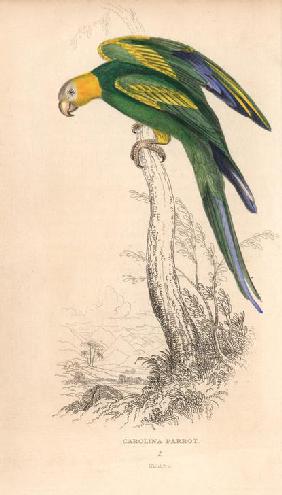 Carolina parakeet (Carolina parrot), Conuropsis carolinensis (Psittacus carolinensis)