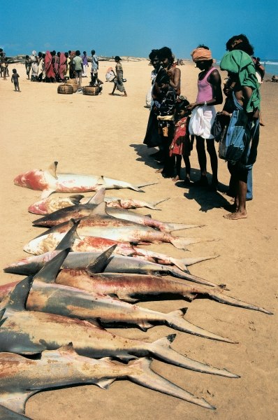 Catch of fish at Konarak (photo)  de 