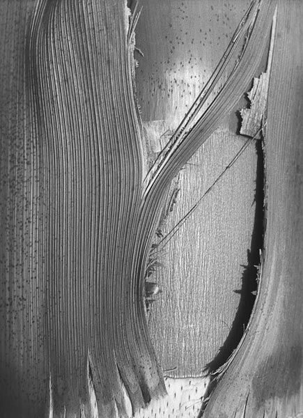 Close up of bark of trees trunk (b/w photo)  de 