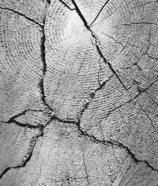 Close up of tree trunk (b/w photo)  de 