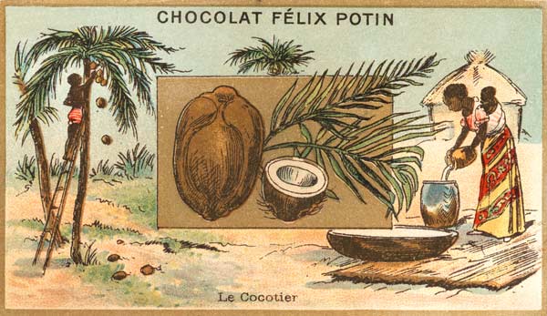 Coconut Palm / Collector s Card, c.1890 de 