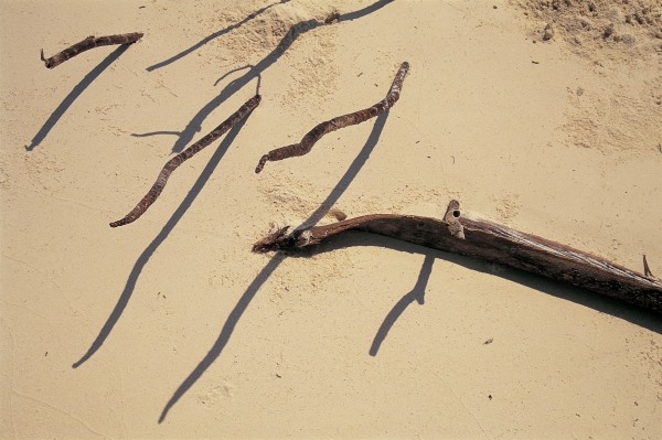 Coconut tree roots and dry twig, Bangramn (photo)  de 