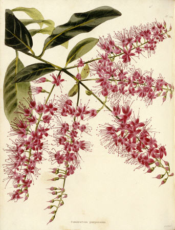 Combretum Purpureum From The Botanical Cabinet, Consisting Of Coloured Delineations Of Plants From A de 