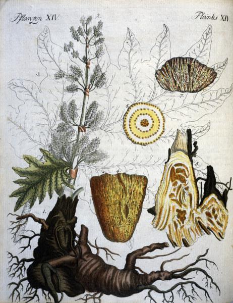 Common Rhubarb / Bertuch 1792 de 