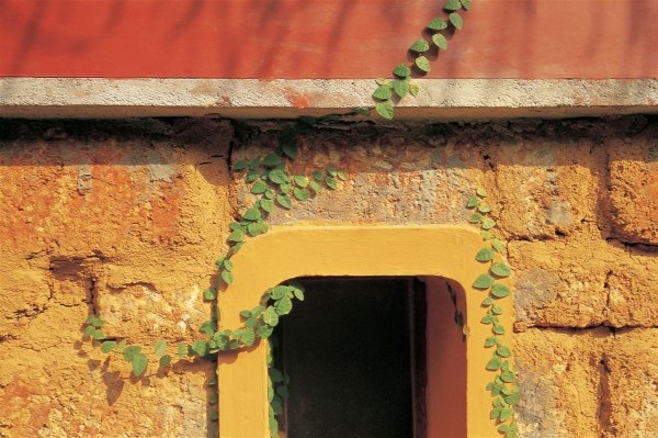 Creeper firmly clawing from ground to window (photo)  de 
