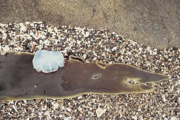 Crocodile like Kelp carrying blue colored shell (photo)  de 