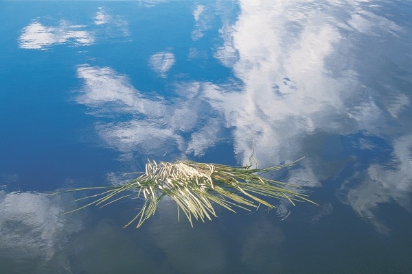 Cut grass floating in unknown lake reflecting clouds (photo)  de 