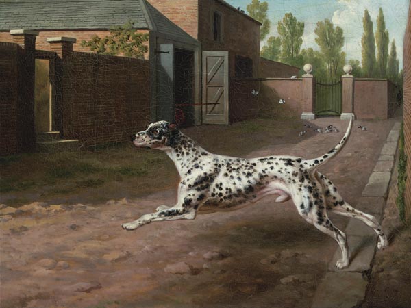 A Dalmation Running In A Stable Yard de 