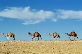 Camel train