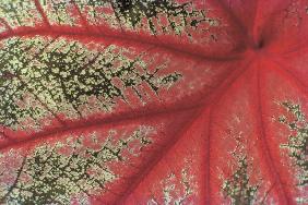 Close up of caladium leaf pattern, Bangalore (photo) 