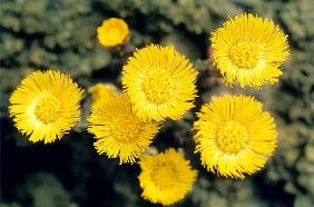 Common Coltsfoot (Tussilago farfara) (photo) 