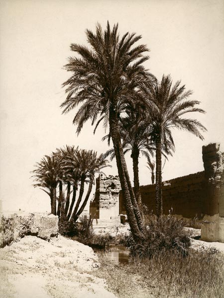 Date palm / Morocco / Photo c.1900 de 