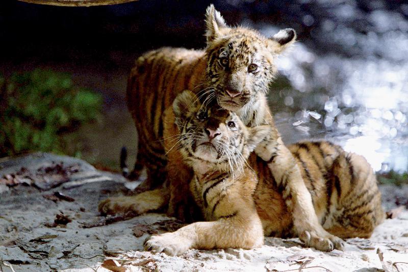 Deux Freres TWO BROTHERS de JeanJacquesAnnaud avec les petits tigres Kumal, Sangha de 