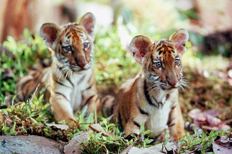 Deux Freres TWO BROTHERS de JeanJacquesAnnaud avec les petits tigres Kumal, Sangha de 