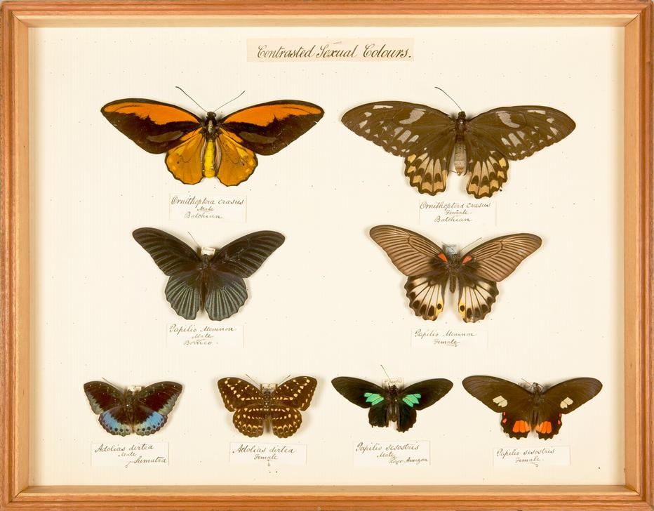 Display showing differences in colouring between male and female butterflies of the same species de 