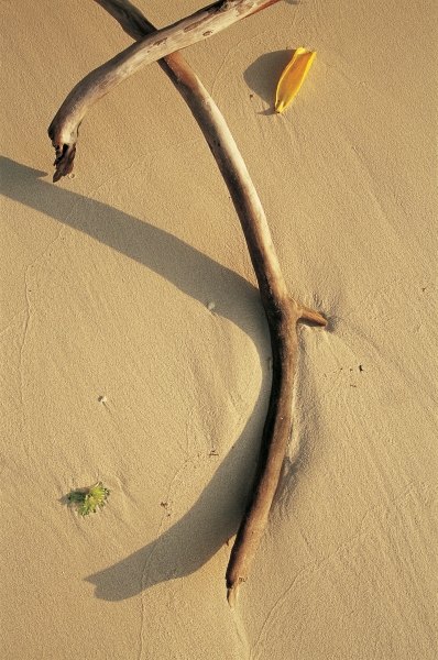 Driftwood and dry leaf (photo)  de 
