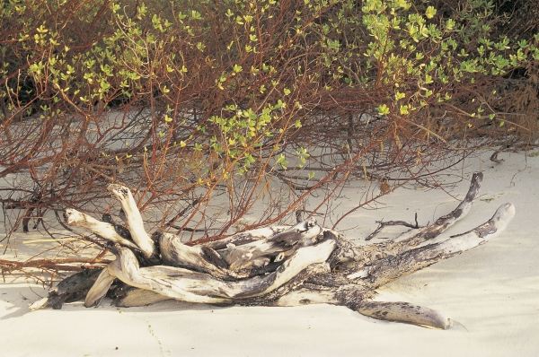 Driftwood and mangrove leaves (photo)  de 
