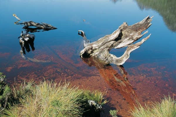 Driftwood in mountain lake draining red water from tee'' trees (photo)  de 