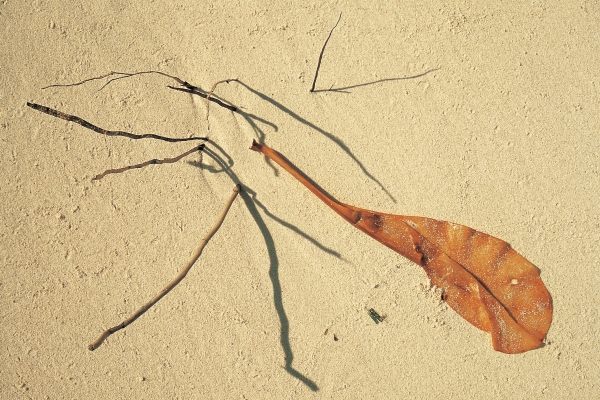 Dry leaf and coconut roots of a dead tree (photo)  de 