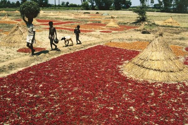 Drying chillies red peppers at Kalingapatnam (photo)  de 