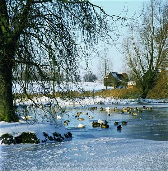 Duck Pond in Winter near Finchingfield, Essex de 
