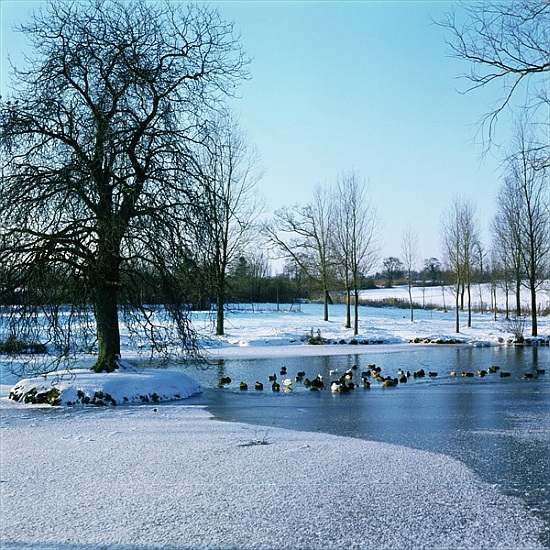 Ducks in the Snow near Finchingfield, Essex de 