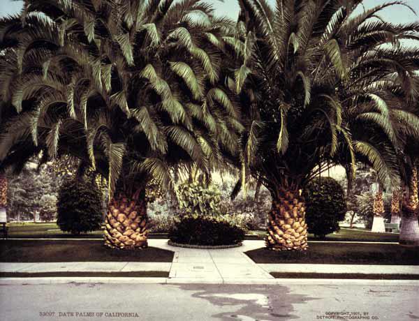 Date Palms / California / Photo / 1901